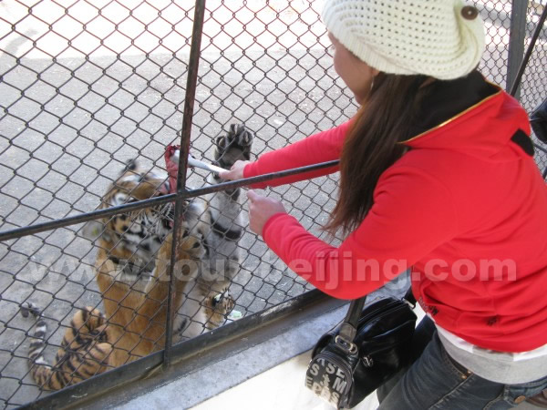 Siberian Tiger Park Harbin